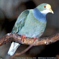 Orange-fronted Fruit-Dove - Ptilinopus aurantiifrons