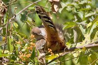 Great Lizard-Cuckoo - Saurothera merlini