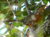 Lesser Ground-Cuckoo - Morococcyx erythropygus