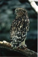 Buffy Fish-Owl - Ketupa ketupa