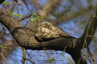 Gray Nightjar - Caprimulgus indicus