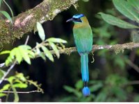 Blue-crowned Motmot - Momotus momota