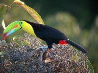 Keel-billed Toucan - Ramphastos sulfuratus