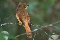 Amazonian Royal-Flycatcher - Onychorhynchus coronatus