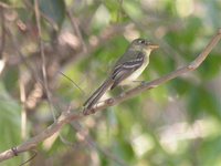 Pacific-slope Flycatcher - Empidonax difficilis