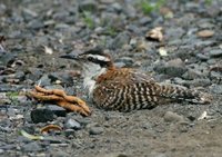 Rufous-naped Wren - Campylorhynchus rufinucha