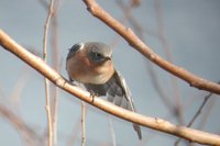 Eastern Bluebird - Sialia sialis