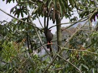 Great Thrush - Turdus fuscater