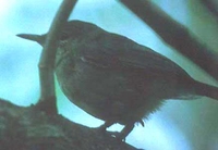 Seychelles Brush-Warbler - Acrocephalus sechellensis