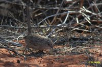 Thick-billed Grasswren - Amytornis textilis