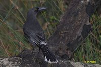 Gray Currawong - Strepera versicolor