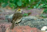 Yellow-browed Sparrow - Ammodramus aurifrons