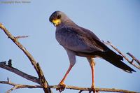 Eastern Pale Chanting Goshawk