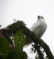 Black-tipped Cotinga