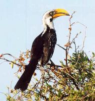 Gelbschnabeltoko/Yellow-billed hornbill (Tockus flavirostris)