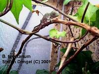Bradypodion tavetanum