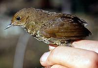 Nepal Wren Babbler » Pnoepyga immaculata