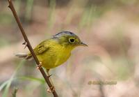 Grey-crowned warbler C20D 03978.jpg