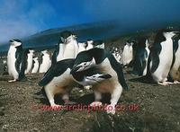 ...FT0131-00: Pair of Chinstrap Penguins display at the nest on Saunders Is. S. Sandwich Islands. S