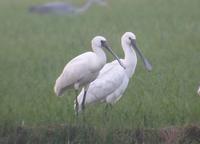 Eurasian Spoonbill Platalea leucorodia 노랑부리저어새