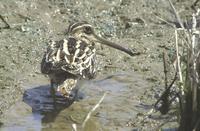 153 꺅도요 Gallinago gallinago ( Common Snipe)