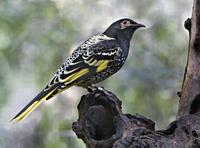 Regent Honeyeater