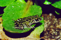 : Adenomera martinezi