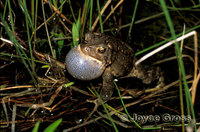 : Bufo americanus; American Toad