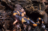 : Ensatina eschscholtzii klauberi; Large-blotched Ensatina