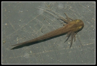 : Hynobius leechii quelpartensis; Northeastern China Hynobiid Salamander