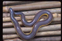 : Ichthyophis bannanicus