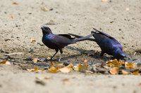 : Lamprotornis australis; Burchell's Starling