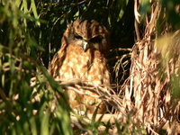 : Ninox boobook; Southern Boobook