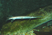 : Lepisosteus osseus; Longnose Gar