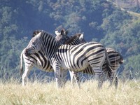 : Equus burchelli; Burchell's Zebra