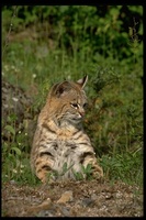 : Felis rufus; Bobcat