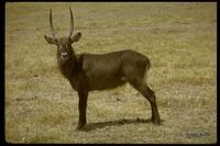 : Kobus defassa; Defassa Waterbuck