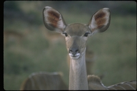 : Tragelaphus sp.; Greater Kudu