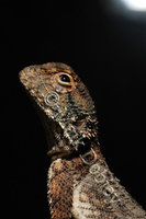 : Agama pallida