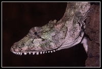 : Anolis chamaeleolis