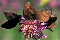 : Erebia manto; Yellow-spotted Ringlet