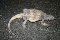 : Sauromalus ater; Common Chuckwalla