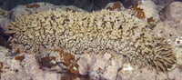 : Thelenota ananas