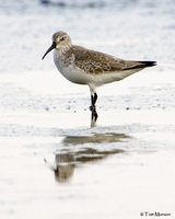 Curlew Sandpiper