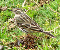 Rosy Pipit    [ Anthus roseatus ]