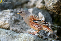 Fig. 9. Alpien Accentor : 바위종다리