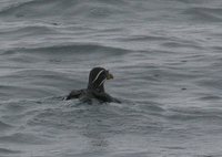 Rhinoceros Auklet Cerorhinca monocerata