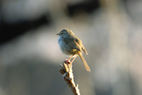 ウグイス Cettia diphone Japanese Bush Warbler