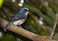 Cyornis banyumas | Hill Blue Flycatcher