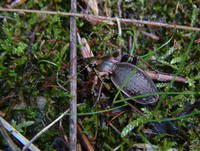 Carabus linnaei